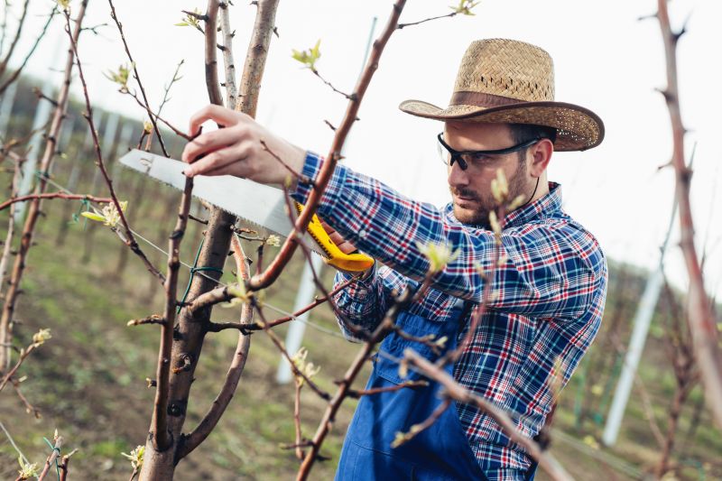 Apple Tree Pruning in Reno, NV