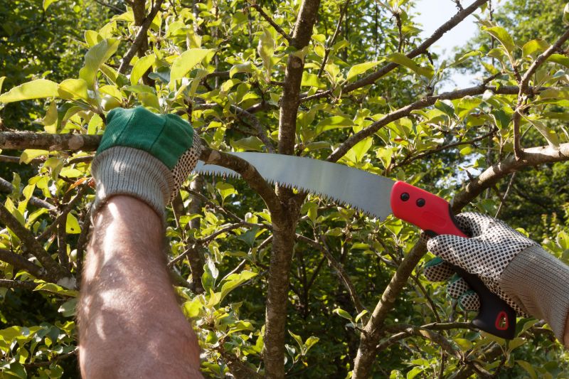 Apple Tree Pruning in San Jose, CA