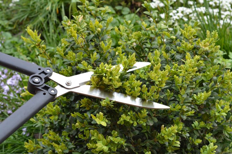 Boxwood Trimming in Rockwall, TX