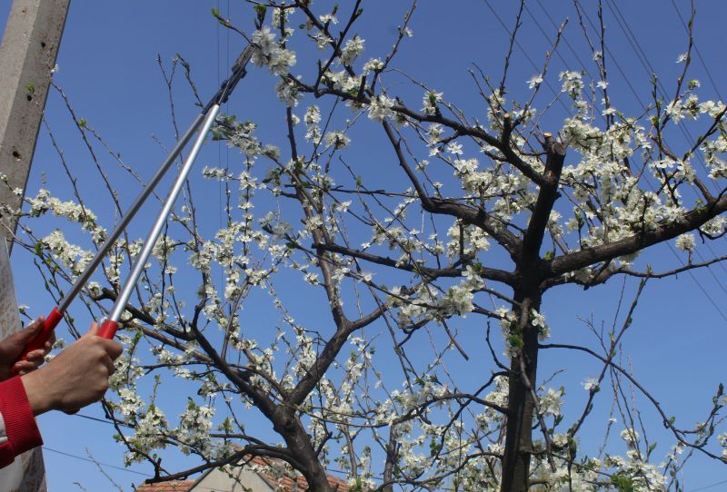 Bradford Pear Tree Pruning in San Jose, CA