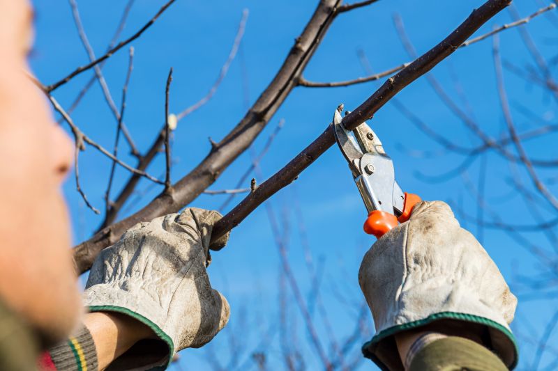 Branches Pruning in San Jose, CA