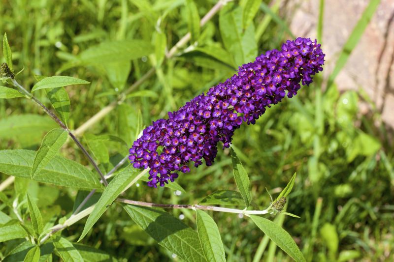 Butterfly Bush Pruning in Ventura County, CA