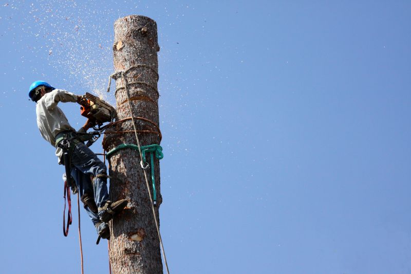Commercial Tree Trimming in San Jose, CA