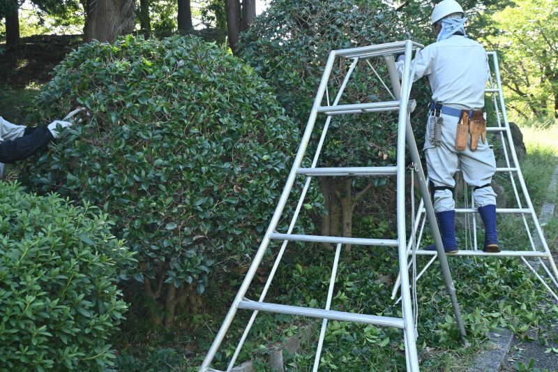 Holly Bushes Trimming in Ventura County, CA