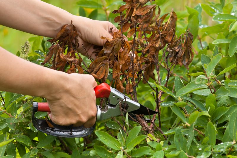 Honeysuckle Trimming in Aiken, SC