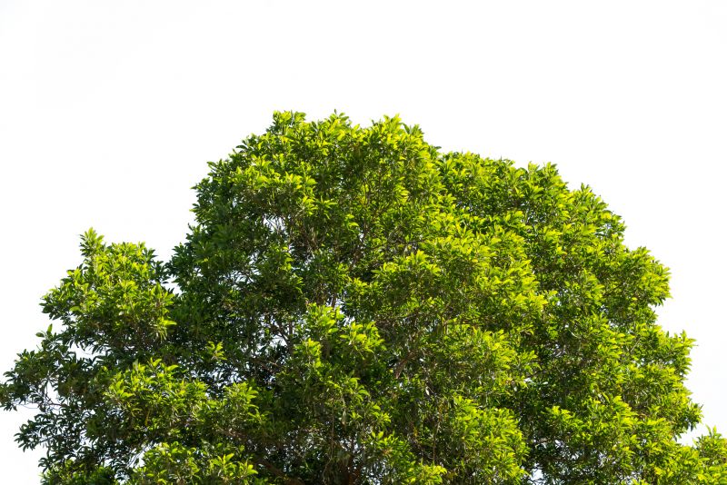 Tree Crown Shaping in San Jose, CA