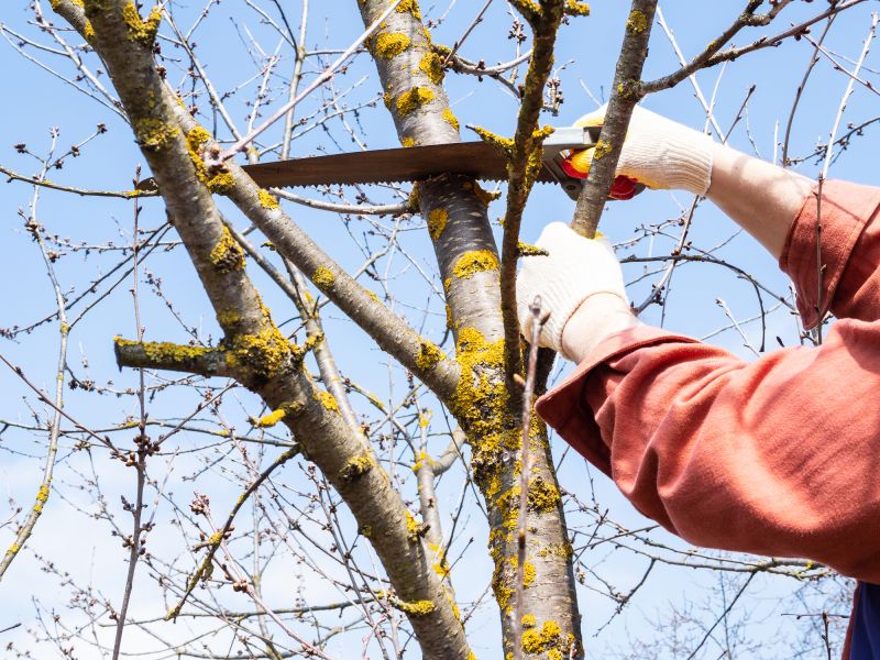Tree Limbs Removal in San Jose, CA