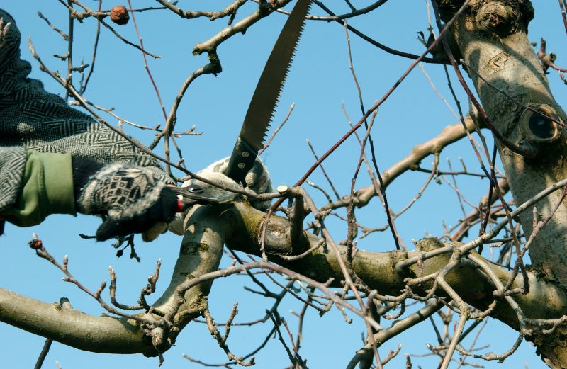 Apple Tree Pruning in Allentown, PA