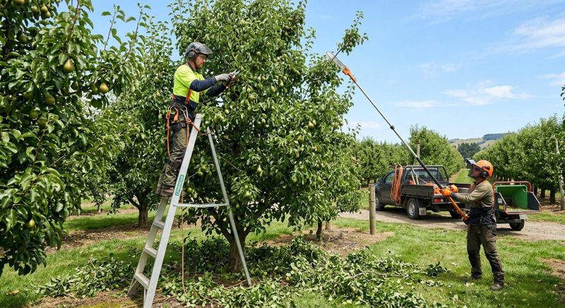 Apple Tree Pruning in Allentown, PA