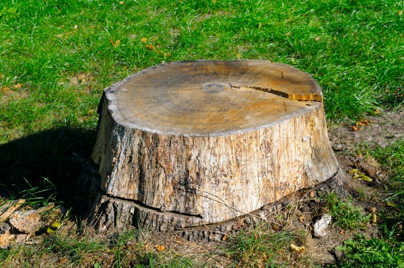 Bamboo Stump Removal in Waldorf, MD