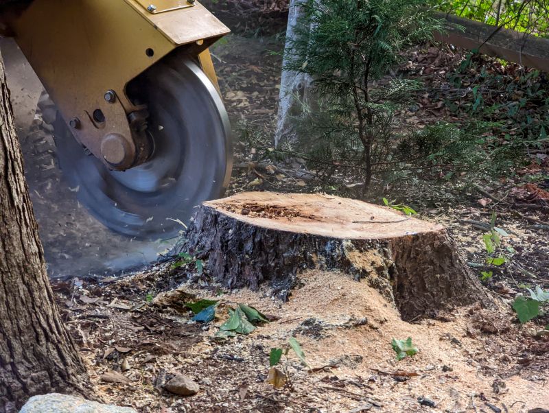 Bamboo Stump Removal in Calvert County, MD