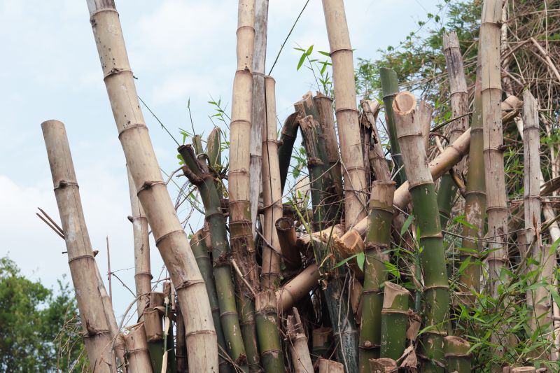 Bamboo Trimming in Honolulu, HI