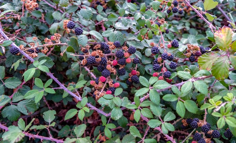 Blackberry Bush Removal in Aiken, SC