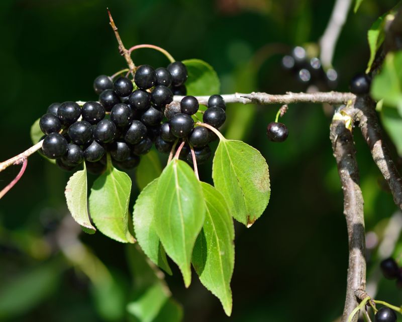 Blackberry Bush Removal in Rockwall, TX