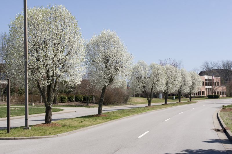 Bradford Pear Tree Pruning in Reno, NV