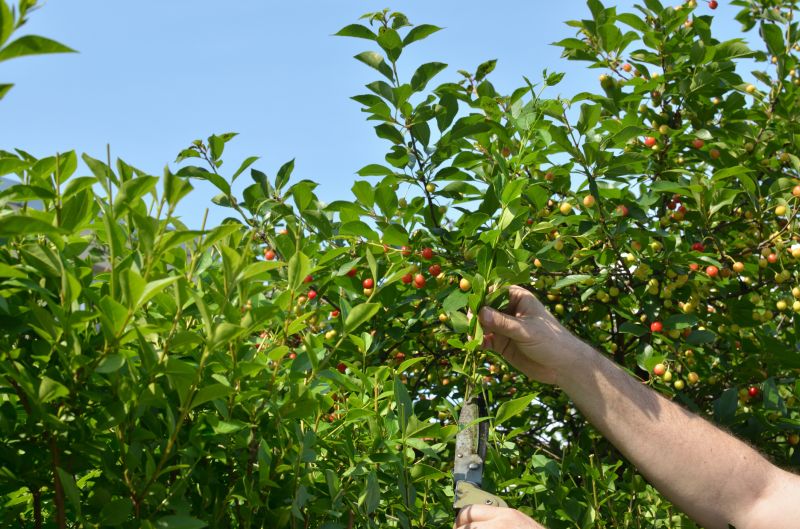 Branches Pruning in Doylestown, PA