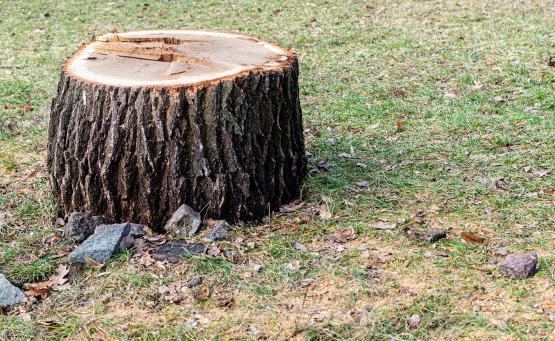 Bush Stump Grinding in Calvert County, MD