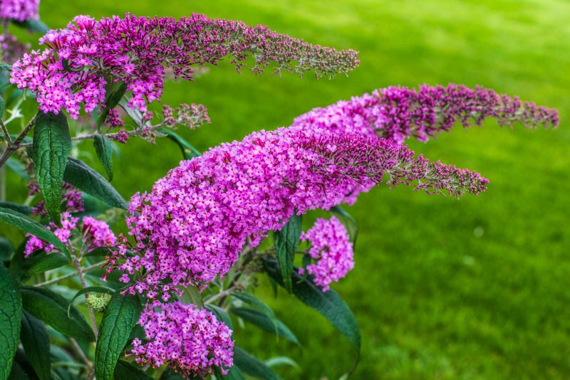 Butterfly Bush Pruning in Aiken, SC