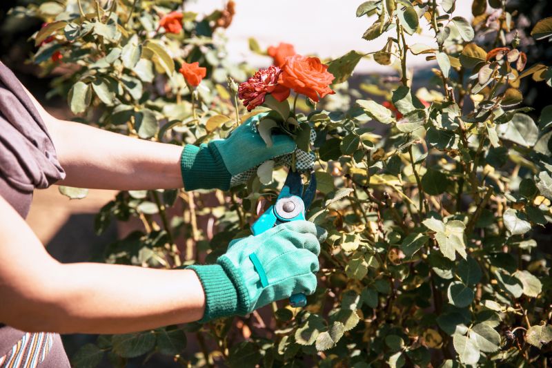 Butterfly Bush Pruning in Rockwall, TX