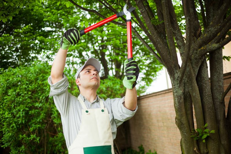 Canopy Pruning in Pottstown, PA