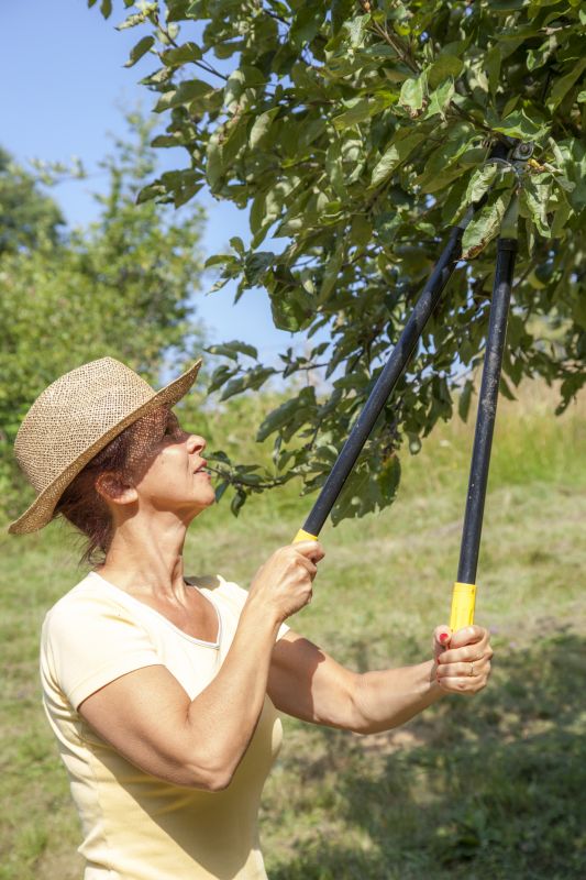Canopy Pruning in Allentown, PA