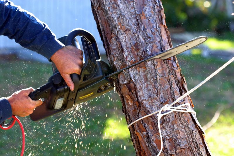 Cherry Tree Removal in San Jose, CA
