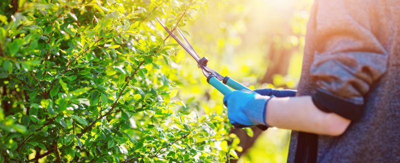 Commercial Shrub Trimming in Aiken, SC