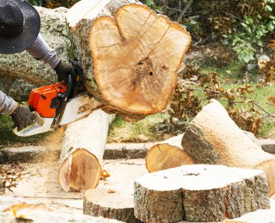 Commercial Tree Removal in Allentown, PA