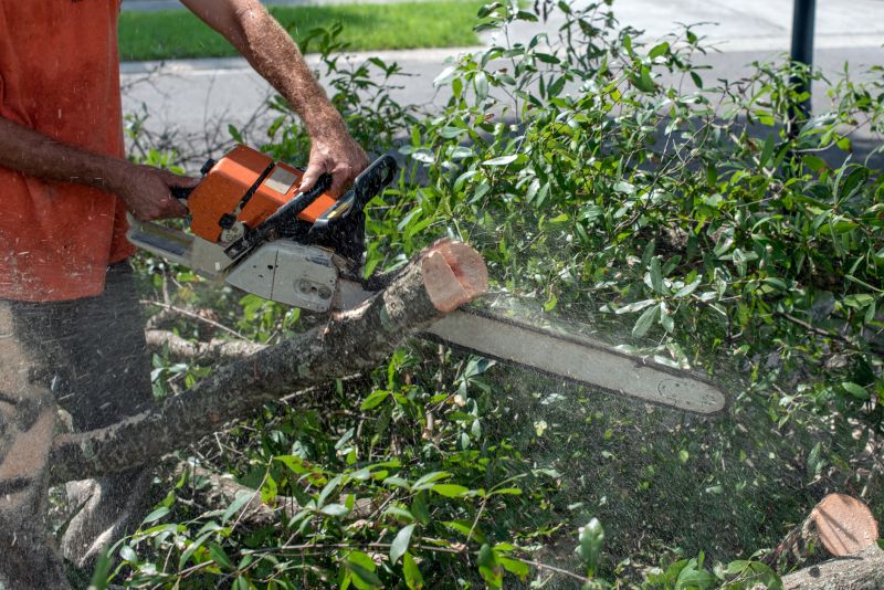 Commercial Tree Trimming in San Jose, CA