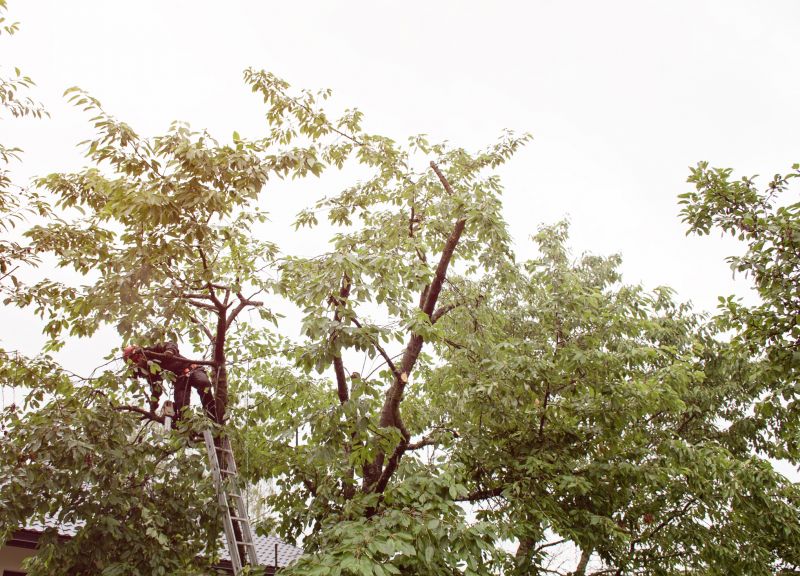Commercial Tree Trimming in Doylestown, PA