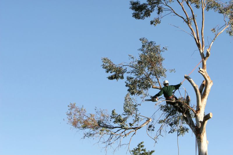 Commercial Tree Trimming in Doylestown, PA