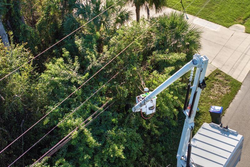 Commercial Tree Trimming in Reno, NV