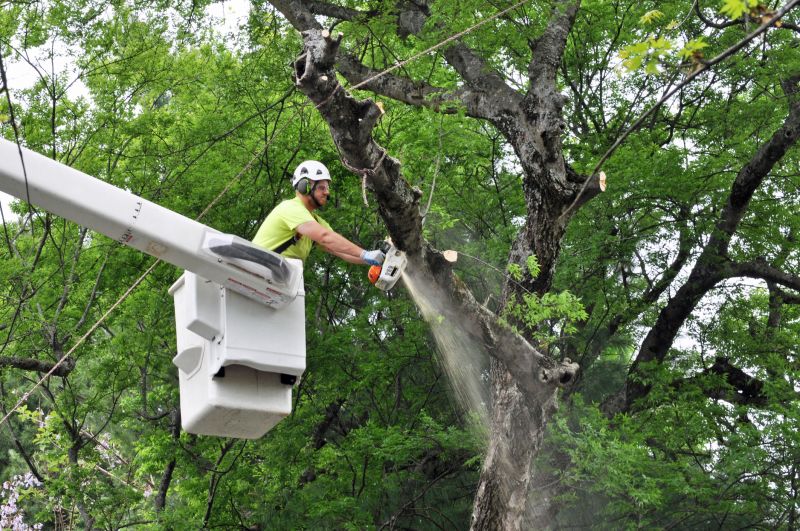 Commercial Tree Trimming in Reno, NV