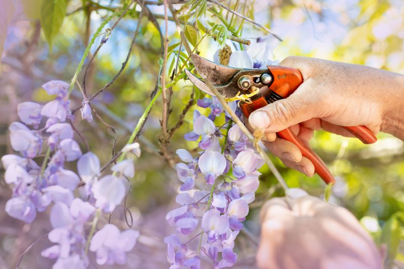 Crape Myrtle Pruning in Ventura County, CA