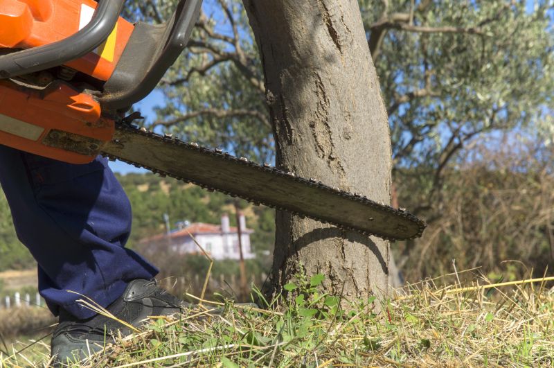 Cypress Tree Removal in Pottstown, PA