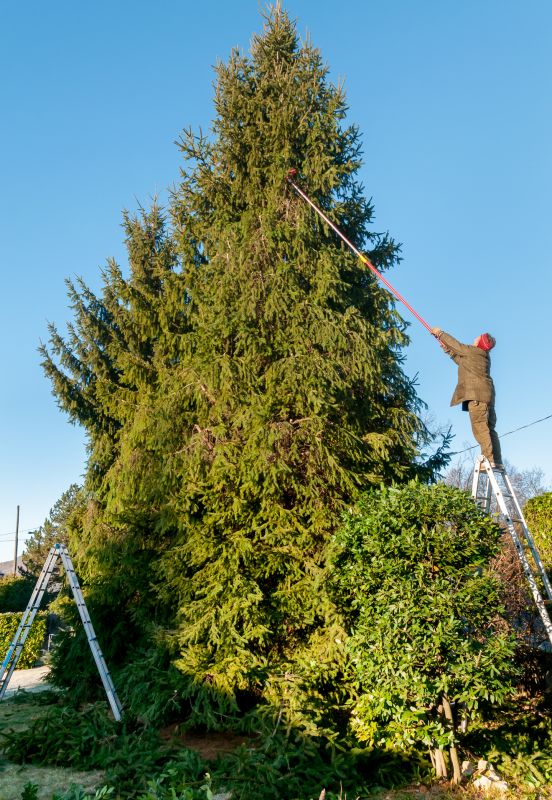 Cypress Tree Trimming in Allentown, PA