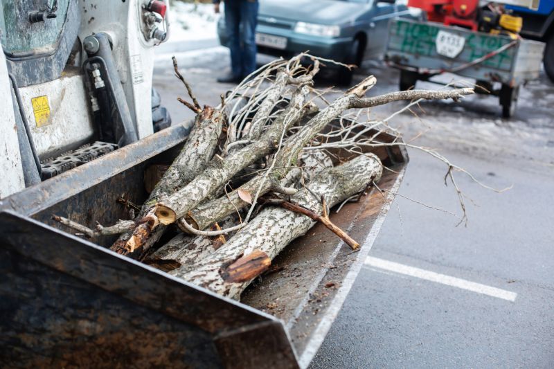 Dead Branch Removal in Allentown, PA