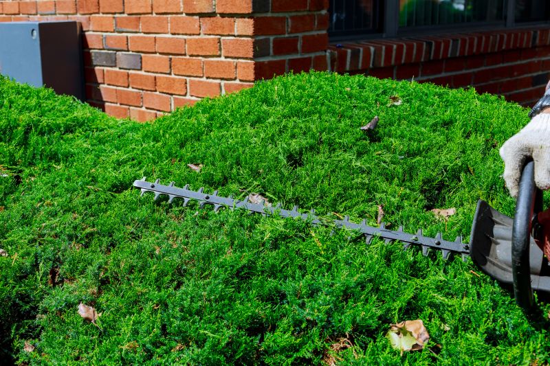 Evergreen Hedge Trimming in Ventura County, CA