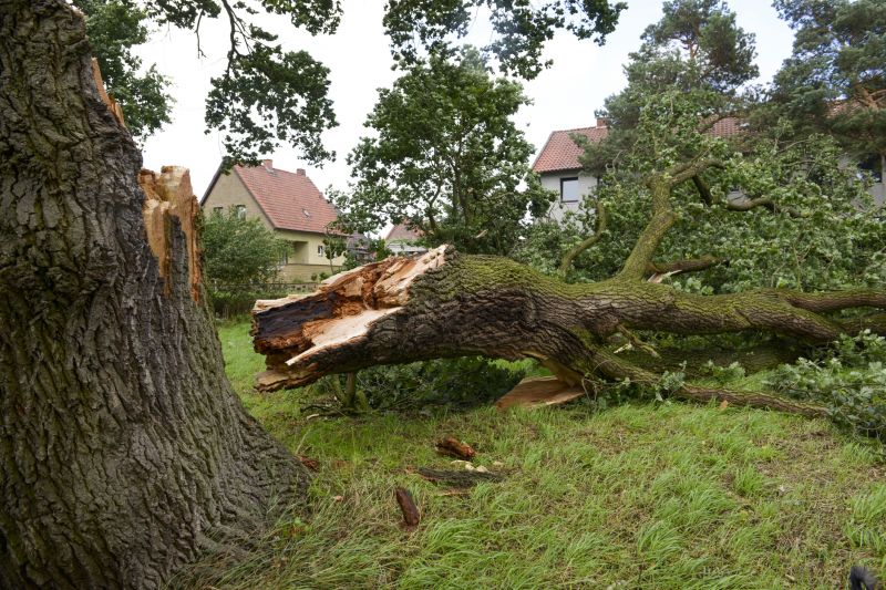 Fallen Tree Removal in San Jose, CA
