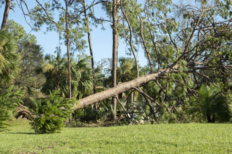 Fallen Tree Removal in Doylestown, PA