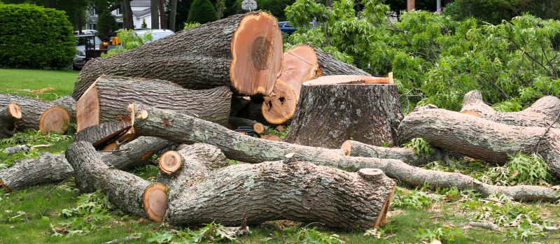 Fallen Tree Removal in Allentown, PA