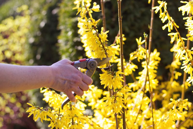 Forsythia Pruning in Rockwall, TX