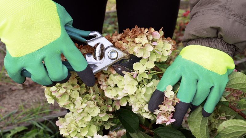 Forsythia Pruning in Honolulu, HI