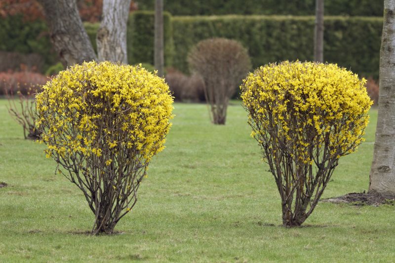 Forsythia Pruning in Aiken, SC