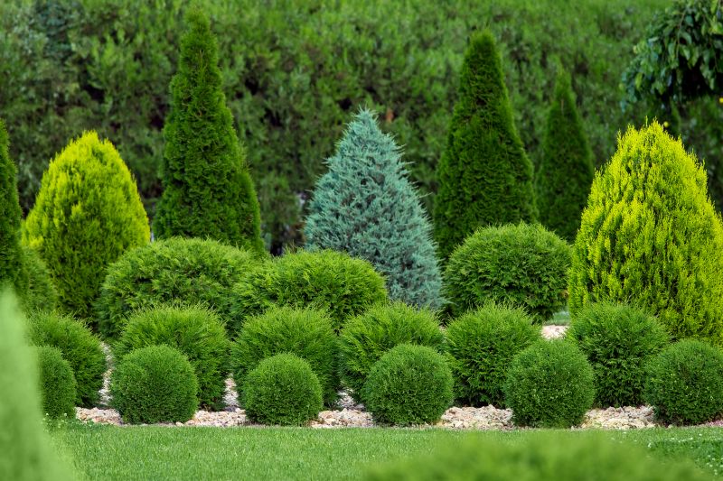 Hedge Shaping Service in Rockwall, TX