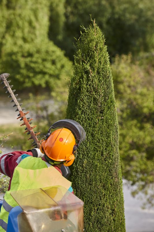 Hickory Tree Trimming in San Jose, CA