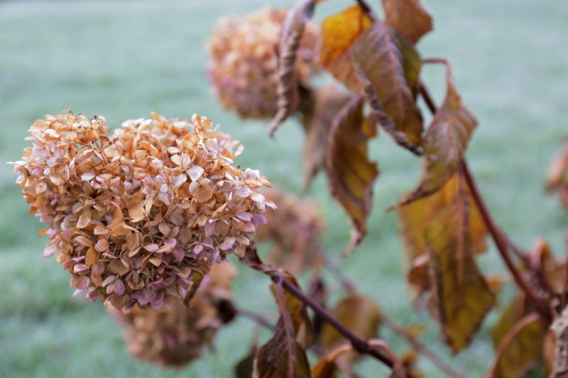 Hydrangea Pruning in Aiken, SC