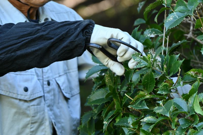 Hydrangea Pruning in Ventura County, CA