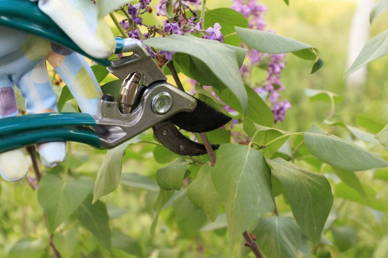 Hydrangea Pruning in Honolulu, HI