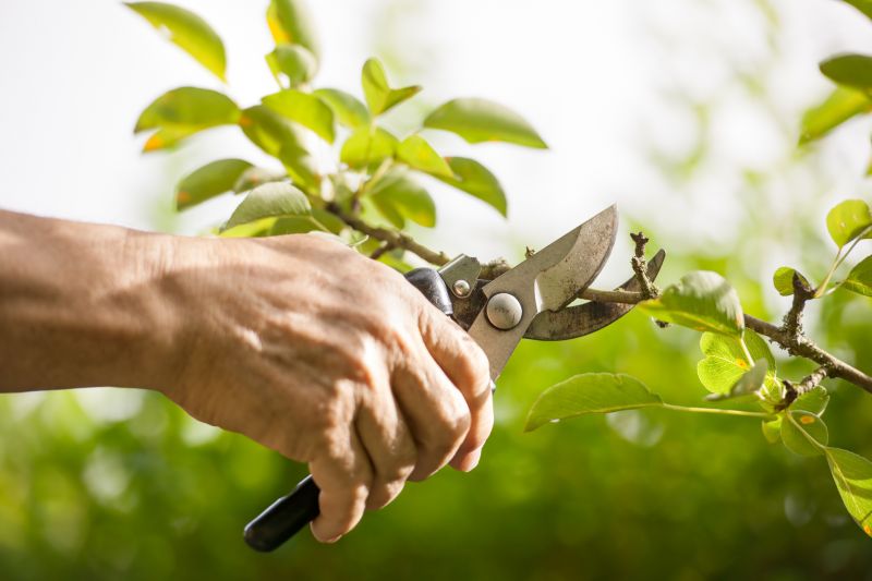 Juniper Pruning in Honolulu, HI